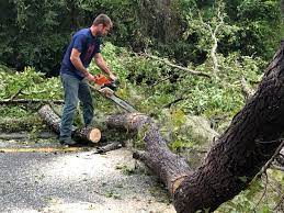 Trusted Parkway, CA Tree Services Experts