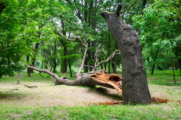 How Our Tree Care Process Works  in  Parkway, CA