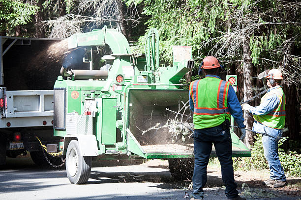 Tree and Shrub Care in Parkway, CA